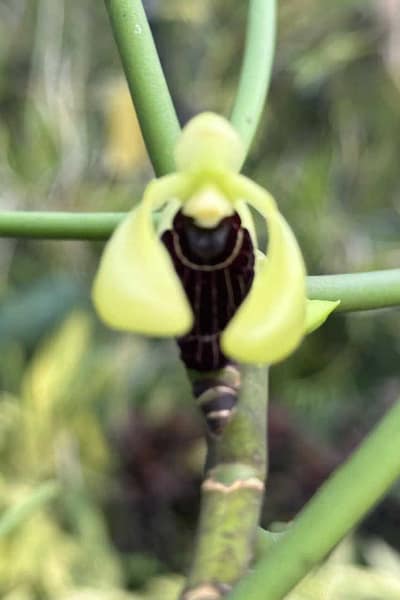 Luisia thailandica