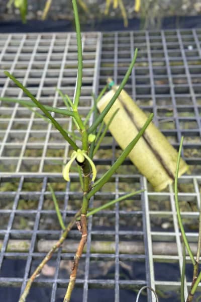 Luisia thailandica