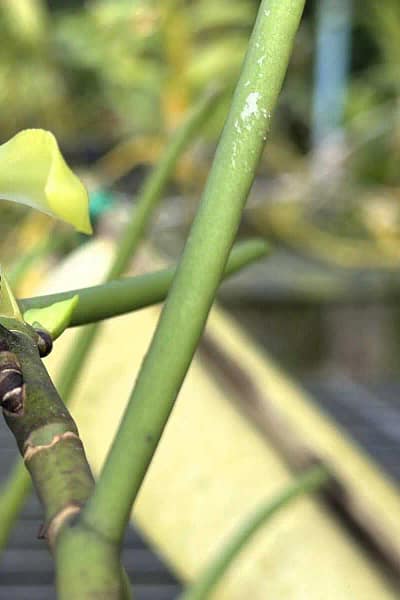 Louisia thailandica