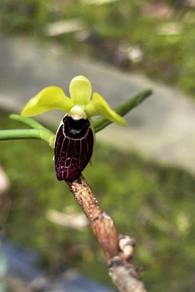 Luisia thailandica