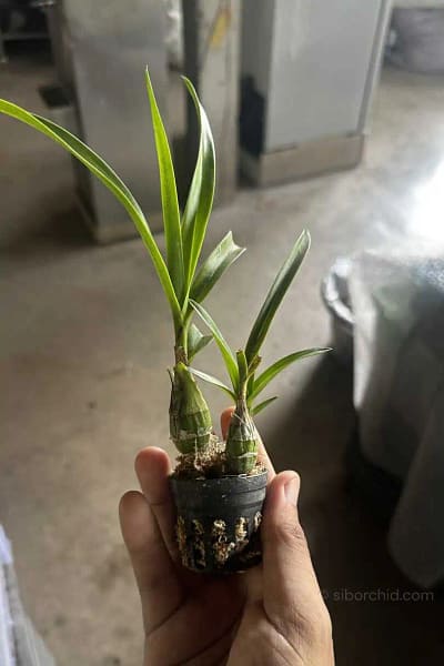 Pseudolaelia vellozicola,