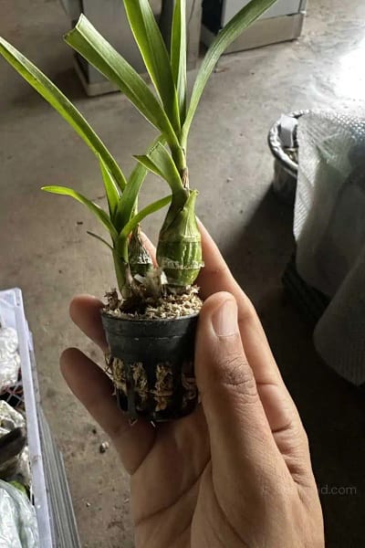 Pseudolaelia vellozicola,