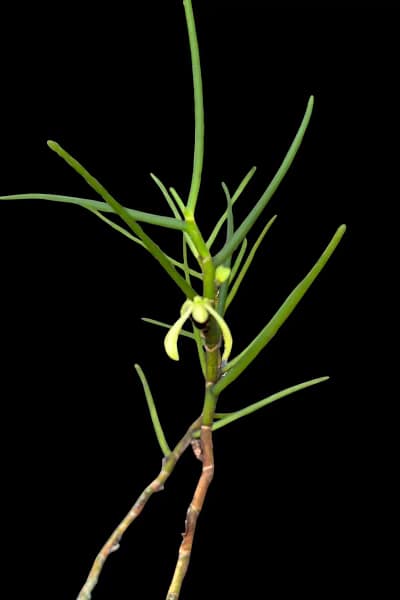 Luisia thailandica