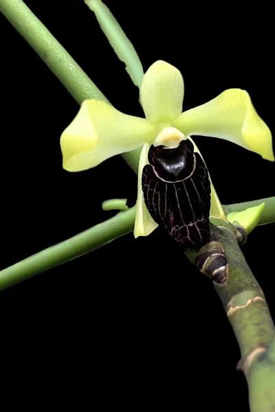 Luisia thailandica