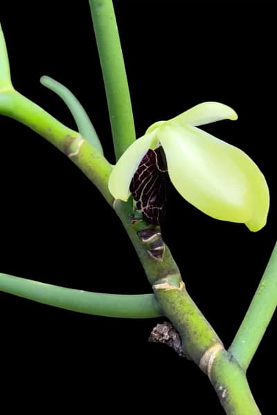 Luisia thailandica