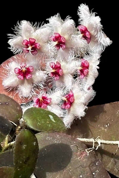 Hoya caudata var.sumatra