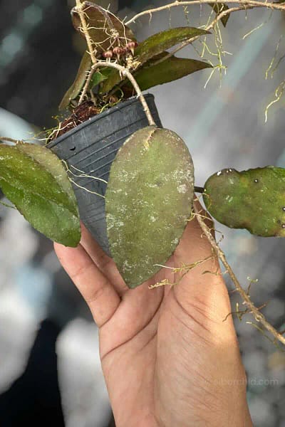 Hoya caudata var.sumatra