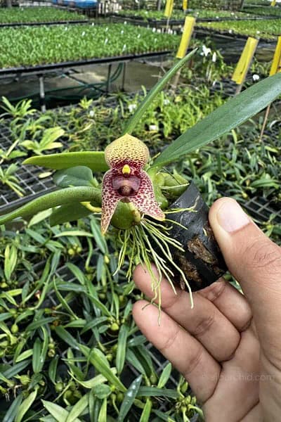 bulbophyllum disciflorum