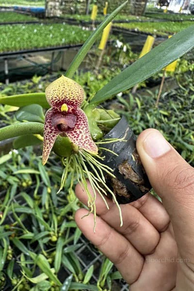 bulbophyllum disciflorum