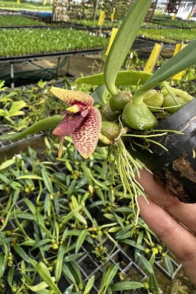 bulbophyllum disciflorum
