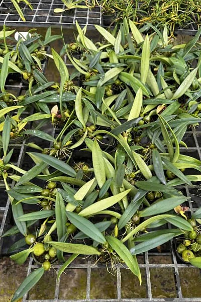 bulbophyllum disciflorum
