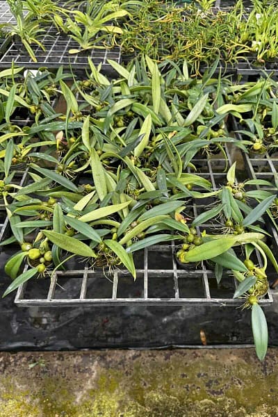 bulbophyllum disciflorum
