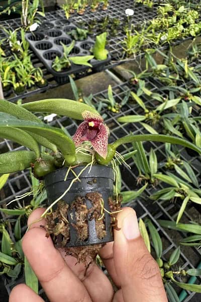bulbophyllum disciflorum
