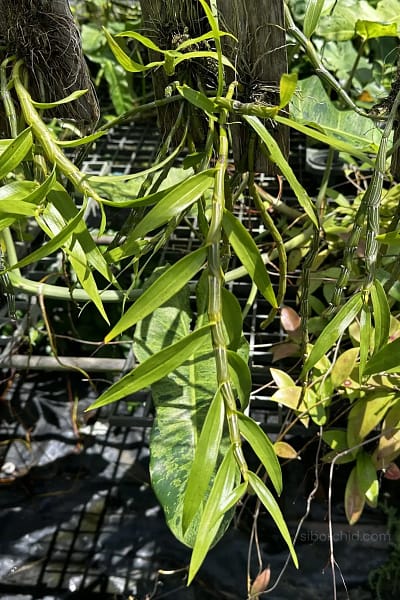 Dendrobium crepidatum