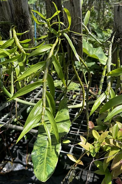 Dendrobium crepidatum