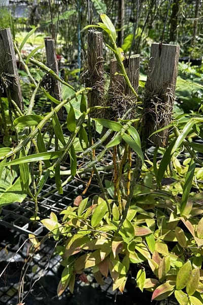 Dendrobium crepidatum