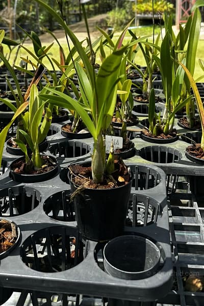Caulaelia Mizoguchi orchid for sale