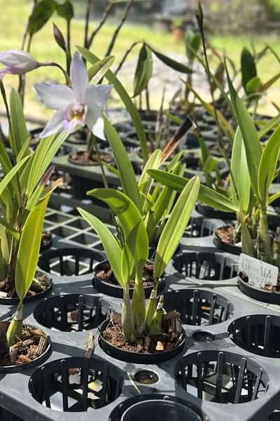 Caulaelia Mizoguchi orchid for sale