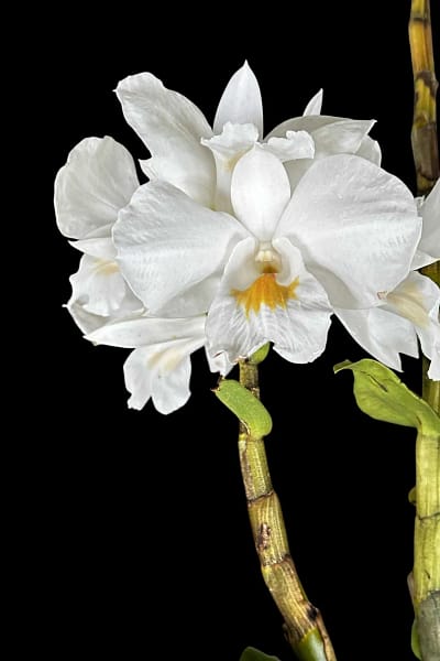 Dendrobium formosum