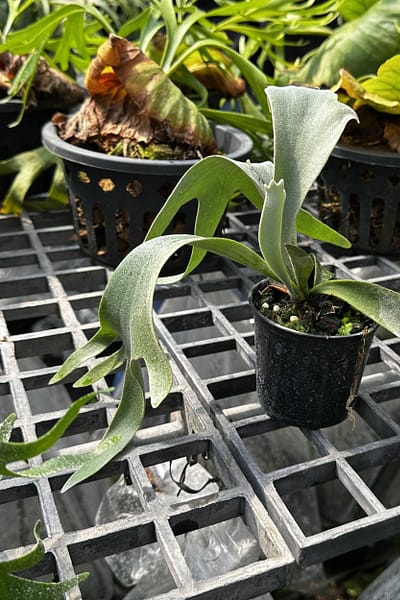 Platycerium willinckii Yellow Moon × Cloud Series sporeling – rare hybrid staghorn fern
