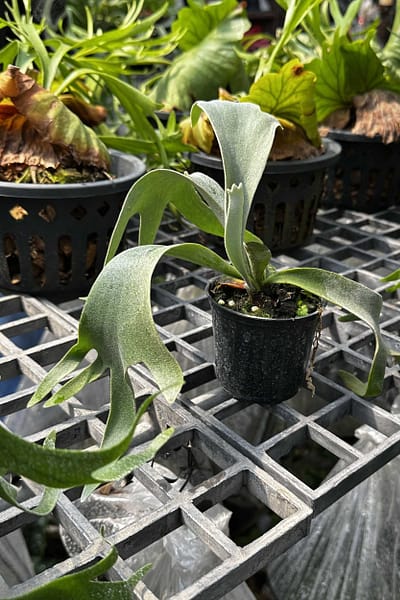 Platycerium willinckii Yellow Moon × Cloud Series sporeling – rare hybrid staghorn fern