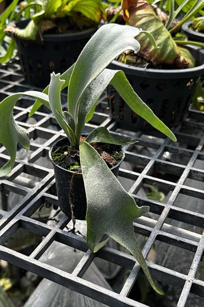 Platycerium willinckii Yellow Moon × Cloud Series sporeling – rare hybrid staghorn fern