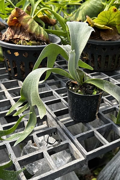 Platycerium willinckii Yellow Moon × Cloud Series sporeling – rare hybrid staghorn fern