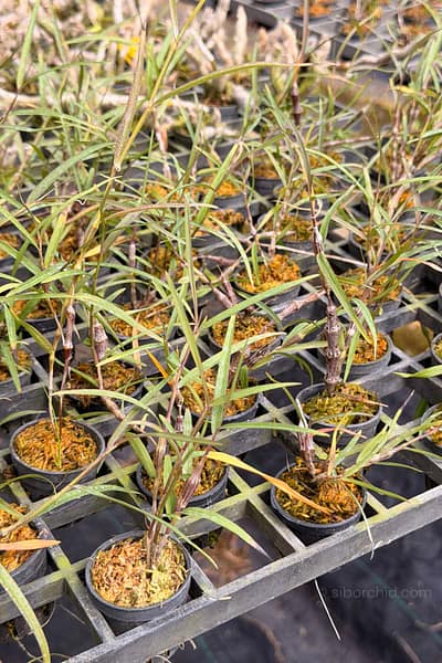 Dendrobium falconeri