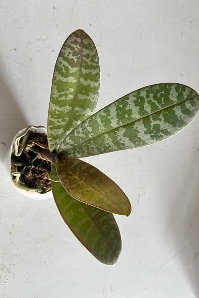 Phalaenopsis schilleriana – Blooming Size