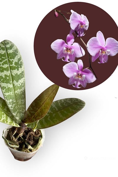 Phalaenopsis schilleriana – Blooming Size