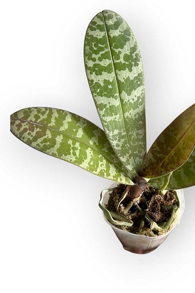 Phalaenopsis schilleriana – Blooming Size