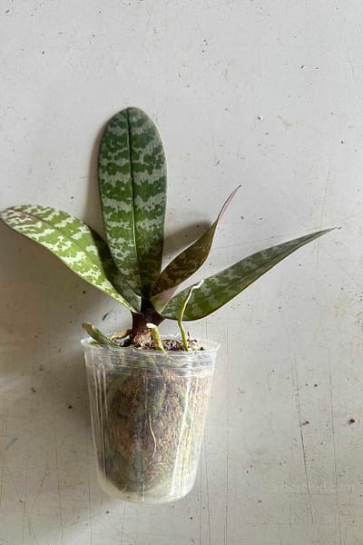 Phalaenopsis schilleriana – Blooming Size