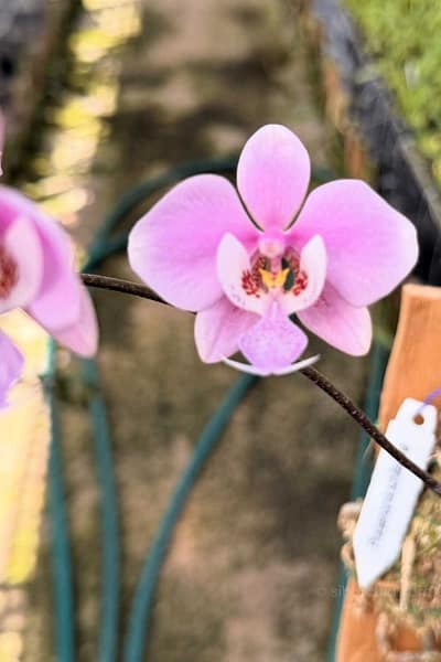 Phalaenopsis schilleriana