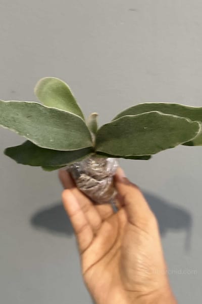 Platycerium veitchii ‘Lemoinei’ – Sporing