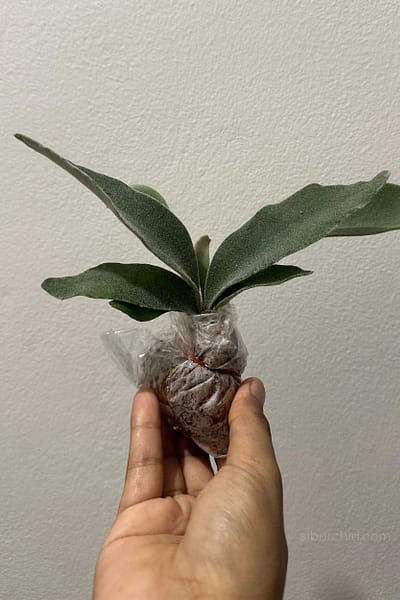 Platycerium veitchii ‘Lemoinei’ – Sporing