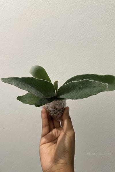 Platycerium veitchii ‘Lemoinei’ – Sporing