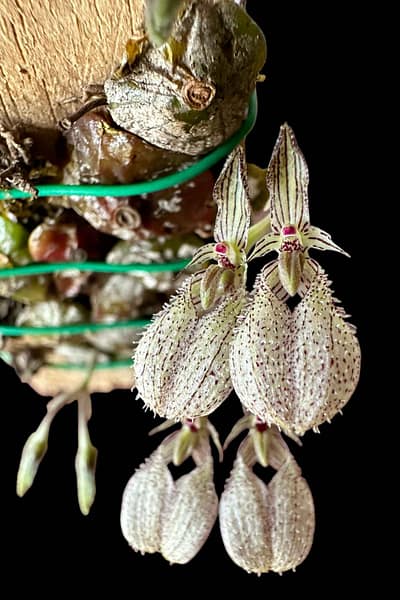 bulbophyllum polliculosum for sale