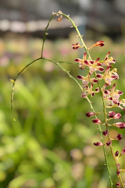 Acriopsis indica