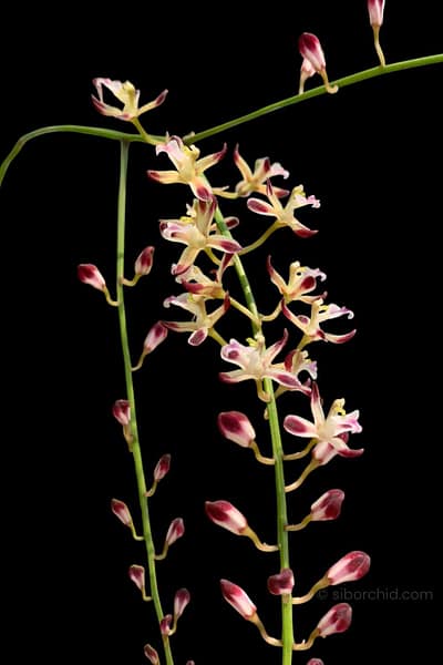 Acriopsis indica