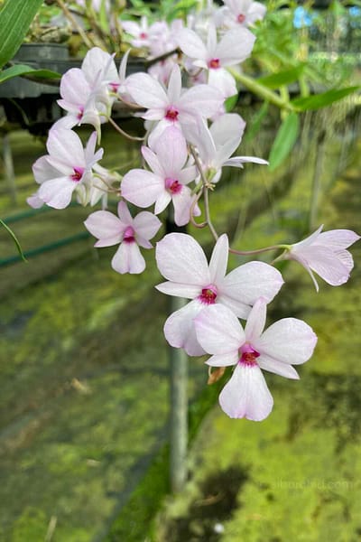 Dendrobium fytchianum Pink