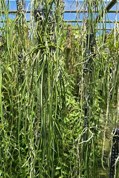 Seidenfadenia mitrata