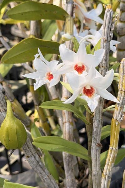 Dendrobium draconis – Rare Pendant Species Orchid