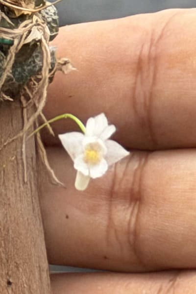 Dendrobium extinctorium