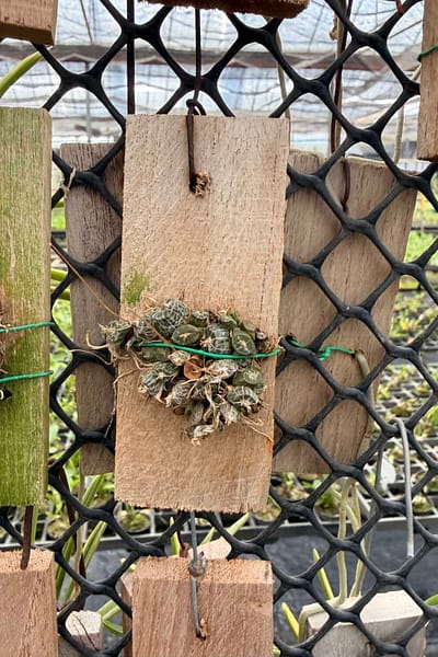 Dendrobium extinctorium