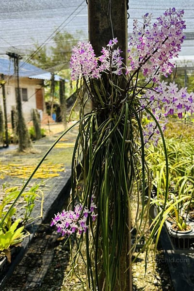 Seidenfadenia mitrata