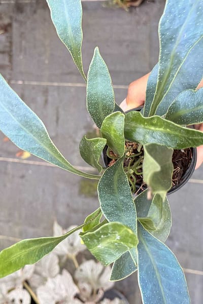 microsorum siamensis