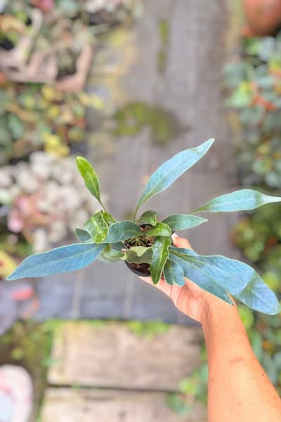 microsorum siamensis