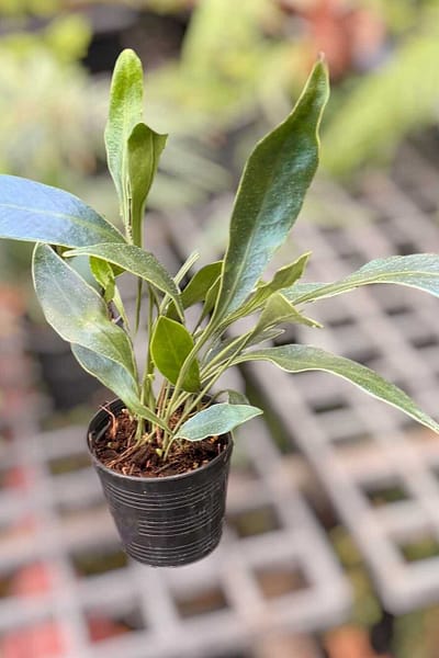 microsorum siamensis