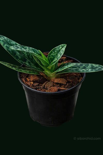Paphiopedilum sukhakulii