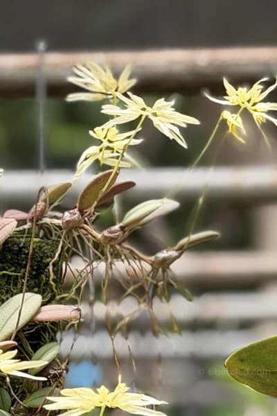 Bulbophyllum purpurascens